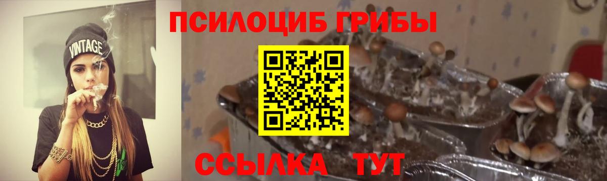 Псилоцибиновые грибы GOLDEN TEACHER  Советский  Псилоцибиновые грибы Psilocybe 